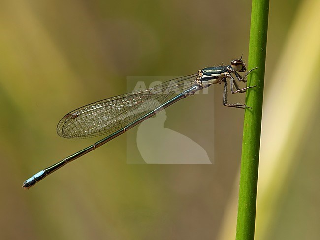 Mannetje Pseudagrion salisburyense, Male Salisbury Sprite stock-image by Agami/Wil Leurs,