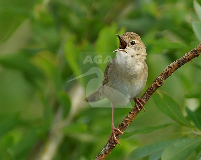 Zingende Sprinkhaanzanger, Singing Common Grasshopper Warbler stock-image by Agami/Hans Gebuis,