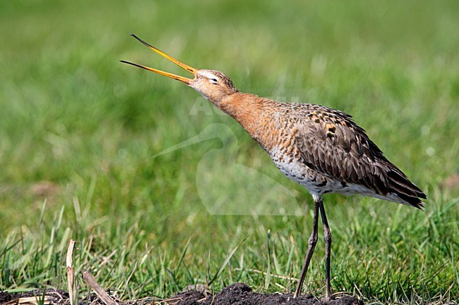 Grutto roepend in weiland Nederland, Black-tailed Godwit calling in meadow Netherlands stock-image by Agami/Wil Leurs,