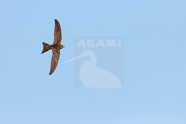 Pallid Swift (Apus pallidus) in flight in Spain. stock-image by Agami/Ran Schols,