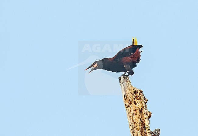 Displaying male Baudo Oropendola (Psarocolius cassini) in Colombia. stock-image by Agami/Pete Morris,