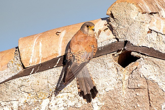 Male Lesser Kestrel coming out the nest in the barn stock-image by Agami/Onno Wildschut,