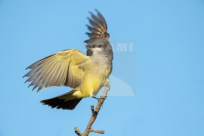 Adult Cassin's Kingbird, Tyrannus vociferans
San Diego Co., CA stock-image by Agami/Brian E Small,