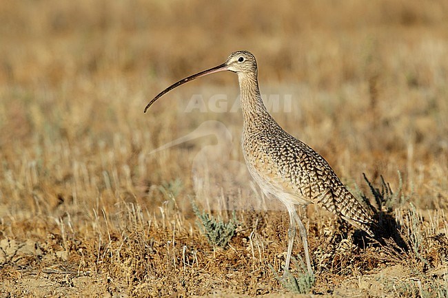 Adult Long-billed Curlew (Numenius americanus) standing in a field during early winter in Riverside County, California, USA. stock-image by Agami/Brian E Small,