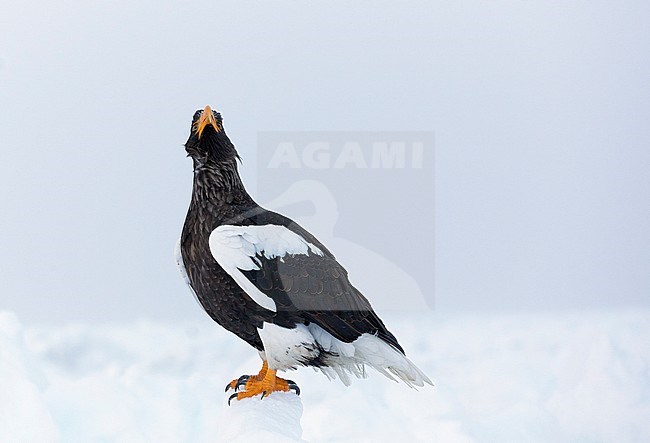 Steller-zeearenden Zeearenden op ijs, Stellers Sea-eaglee and White-tailed Eagles perched on ice stock-image by Agami/Markus Varesvuo,