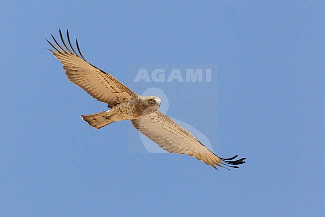 Juveniele Slangenarend in flight; Juvenile Short-toed Eagle in flight stock-image by Agami/Daniele Occhiato,