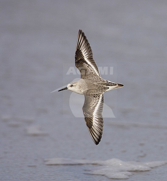 Drieteenstrandloper, Sanderling, Calidris alba stock-image by Agami/Arie Ouwerkerk,