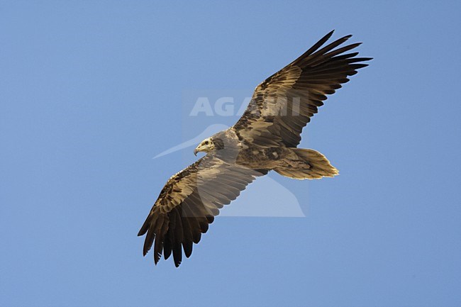 Onvolwassen Aasgier in vlucht; Immature Egyptian Vulture in flight stock-image by Agami/Daniele Occhiato,