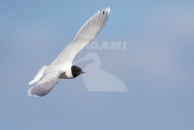 Dwergmeeuw, Little Gull, Hydrocoloeus minutus, Russia (Tscheljabinsk), adult stock-image by Agami/Ralph Martin,