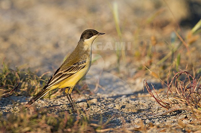 Black-headed Wagtail - Maskenstelze - Motacilla feldegg, Cyprus, adult female stock-image by Agami/Ralph Martin,