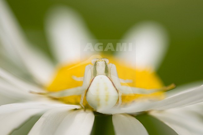 Gewone kameleonspin in hart van een geel witte bloem, Crab spider in center of a yellow white flower stock-image by Agami/Rob de Jong,