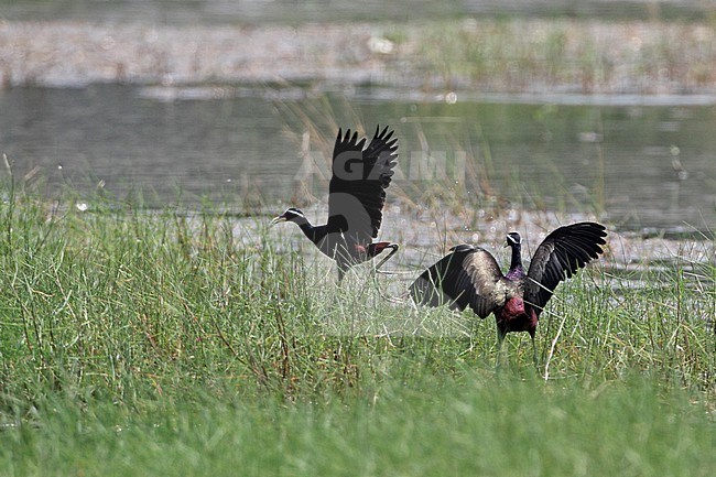 Bronze-winged Jacana (Metopidius indicus) in rice fields in Thailand stock-image by Agami/Helge Sorensen,