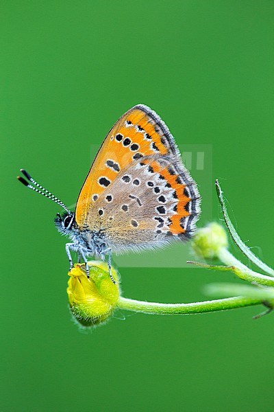 Blauwe vuurvlinder, Violet Copper, Lycaena helle stock-image by Agami/Wil Leurs,