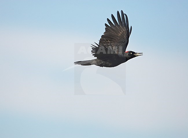 Zwarte Specht in vlucht; Black Woodpecker in flight stock-image by Agami/Markus Varesvuo,