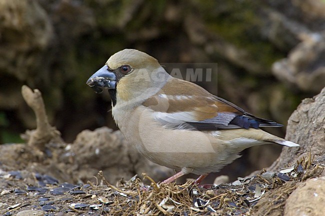 Hawfinch foraging on the ground; Appelvink foeragerend op de grond stock-image by Agami/Daniele Occhiato,