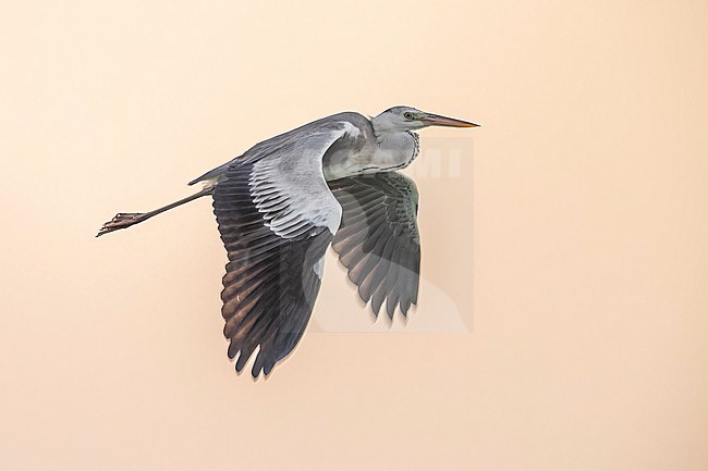 Immature Mauritanian Heron (Ardea monicae) flying at sunset over the shore of Lamhiriz harbour, Western Sahara, Morocco. stock-image by Agami/Vincent Legrand,