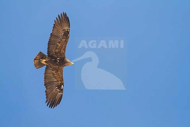 Steppe Eagle - Steppenadler - Aquila nipalensis, Oman, adult stock-image by Agami/Ralph Martin,