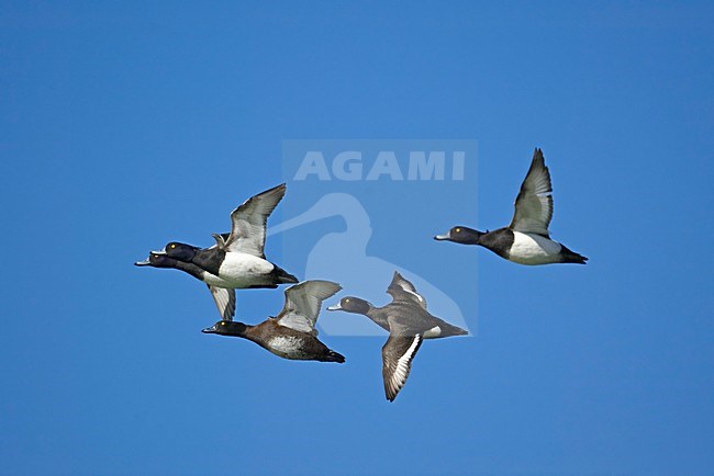 Tufted Duck group flying; Kuifeend groep vliegend stock-image by Agami/Markus Varesvuo,