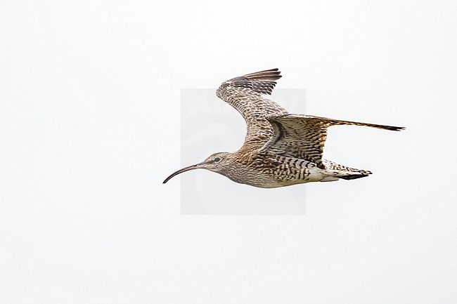 Adult moutling Whimbrel flying over Cabo da Praia, Terceira, Azores. October 2017. stock-image by Agami/Vincent Legrand,