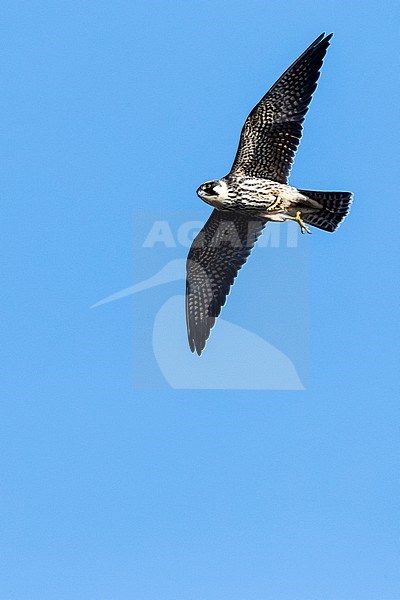 Eurasian Hobby (Falco subbuteo) in flight during autumn migration in Bulgaria stock-image by Agami/Marc Guyt,