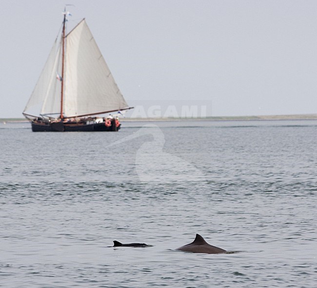 Bruinvisen in de Oosterschelde; Harbour Porpoises at Oosterschelde stock-image by Agami/WJ Strietman,