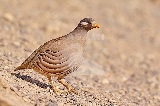 Sand Partridge (Ammoperdix heyi), male in the desert, Israel stock-image by Agami/Tomas Grim,