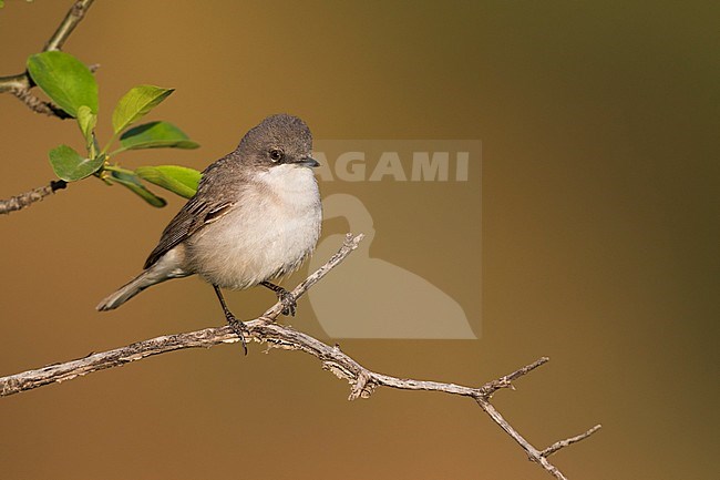 Hume's Whitethroat (Sylvia althaea), Tajikistan, adult perched on a branch with background brown stock-image by Agami/Ralph Martin,