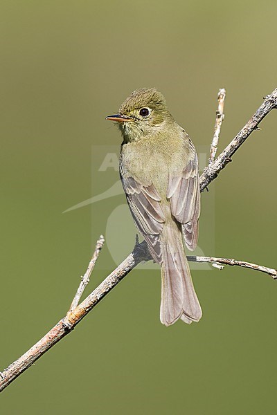 Adult
Boulder Co., CO
June 2023 stock-image by Agami/Brian E Small,