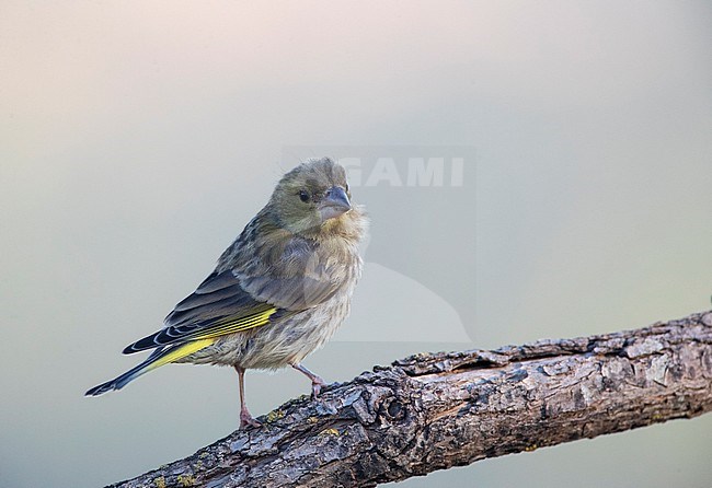 Juvenile European Greenfinch (Carduelis chloris) during summer in Spain. Perched on a horizontal branch, looking over its shoulder. stock-image by Agami/Marc Guyt,