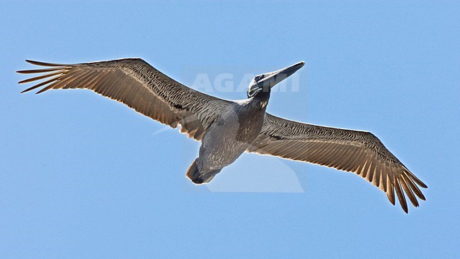 Bruine Pelikaan vliegend, Brown Pelican in flight stock-image by Agami/Roy de Haas,