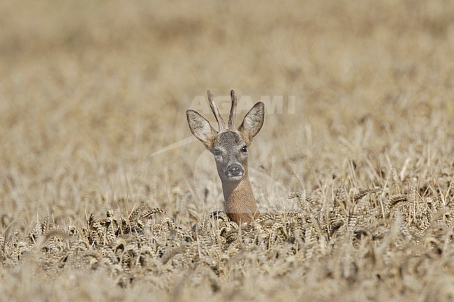 Ree in graanveld; Roe Deer in cornfield stock-image by Agami/Reint Jakob Schut,