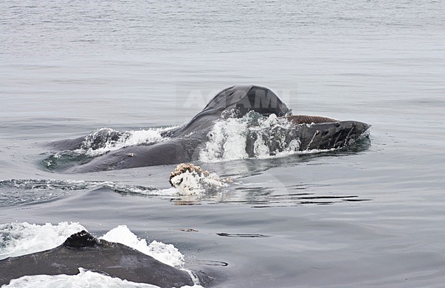 Bultrug fouragerend; Humpback Whale lungfeeding stock-image by Agami/Marc Guyt,