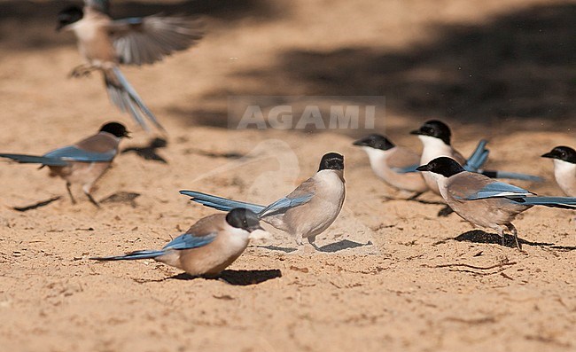 Iberian Azure-winged Magpie, Blauwe Ekster, Cyanopica cooki, Spain stock-image by Agami/Ralph Martin,