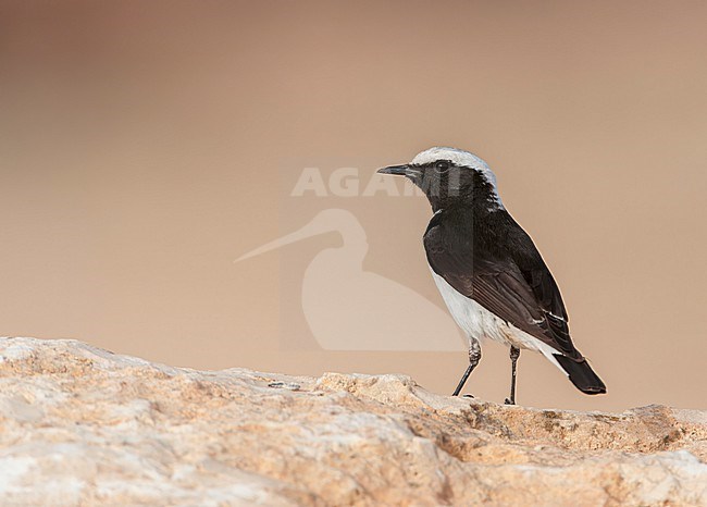 Adult Eastern Mourning Wheatear (Oenanthe lugens) in Negev desert in Israel. stock-image by Agami/Marc Guyt,