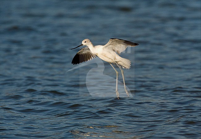 Landende Noord-amerikaanse Kluut; Landing American Avocet stock-image by Agami/Marc Guyt,