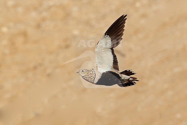 Black-bellied Sandgrouse Israel stock-image by Agami/Tomi Muukkonen,