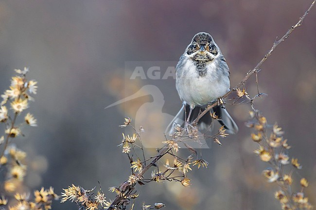 Male Common Reed Bunting (Emberiza schoeniclus) in winter plumage perched in low vegetation in Italy. stock-image by Agami/Daniele Occhiato,