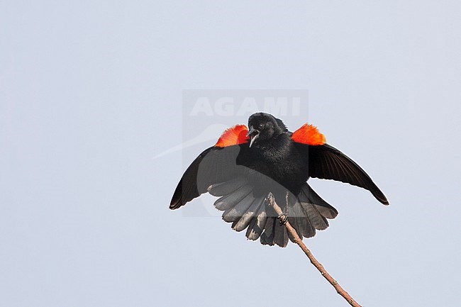 Red-winged Blackbird (Agelaius phoeniceus), male displaying at Cape May, New Jersey, USA stock-image by Agami/Helge Sorensen,