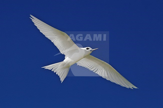 Witte Stern in vlucht, Common White-Tern in flight stock-image by Agami/Pete Morris,