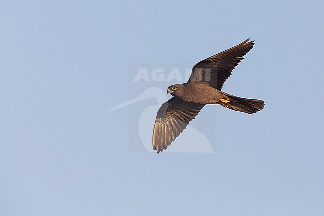 Eleonora's Falcon (Falco eleonorae), dark morph adult in flight stock-image by Agami/Saverio Gatto,