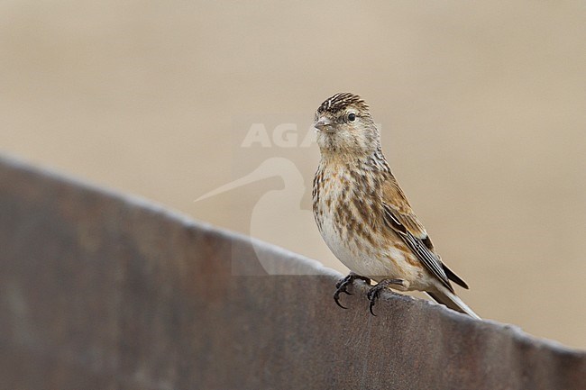 Twite (Carduelis flavirostris korejevi) in Kazakhstan. stock-image by Agami/Ralph Martin,