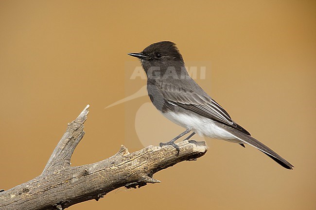 Adult Black Phoebe (Sayornis nigricans)
Riverside Co., CA
November 2017 stock-image by Agami/Brian E Small,