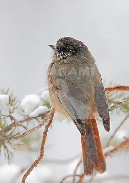 Taigagaai in winters landschap; Siberian Jay in winter setting stock-image by Agami/Markus Varesvuo,