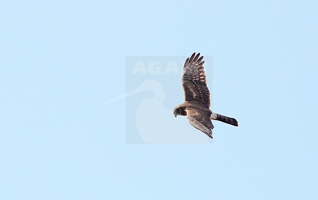 Northern Harrier, Circus hudsonius, 1stWinter female at Brigantine, New Jersey, USA stock-image by Agami/Helge Sorensen,