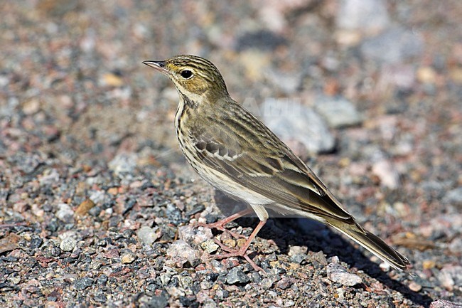 Boompieper aan de grond; Tree Pipit on the ground stock-image by Agami/Markus Varesvuo,