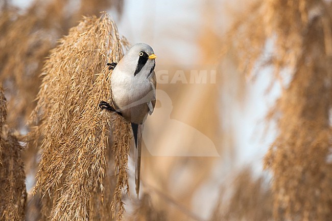 Baardman; Bearded Reedling; Panurus biarmicus stock-image by Agami/Alain Ghignone,