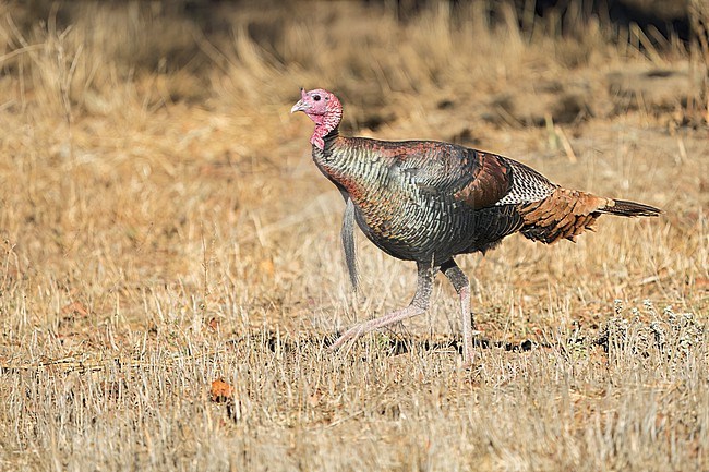 Adult male
Santa Barbara Co., CA
November 2022 stock-image by Agami/Brian E Small,