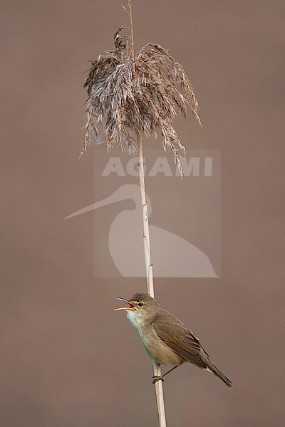 Male Eurasian Reed Warbler (Acrocephalus scirpaceus) singing it’s heart out from a perch in a Dutch swamp on a spring morning. stock-image by Agami/Harvey van Diek,