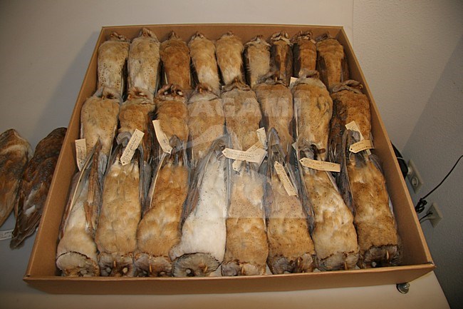 Kerkuilen in een museum; Dark Barn Owls in a museum stock-image by Agami/Chris van Rijswijk,