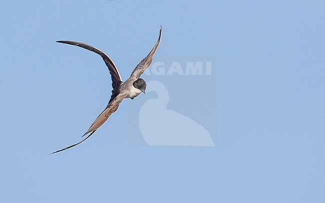 Fork-tailed Flycatcher (Tyrannus savana) in flight and catching flies stock-image by Agami/Ian Davies,